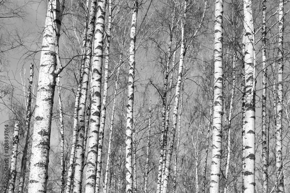 Fototapeta premium brzozowy las, czarno-białe zdjęcie, jesienny krajobraz