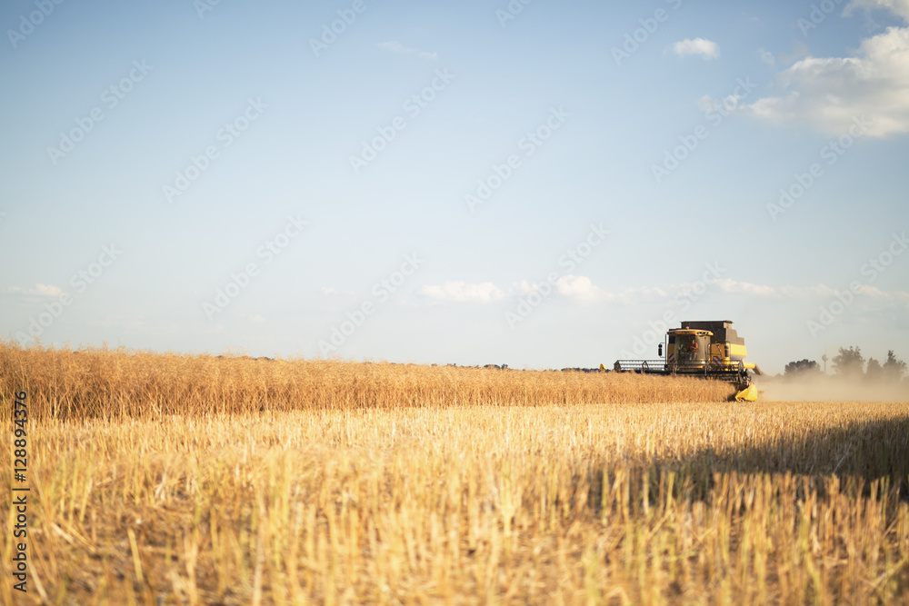 Obraz premium Agricultura machine working in fields