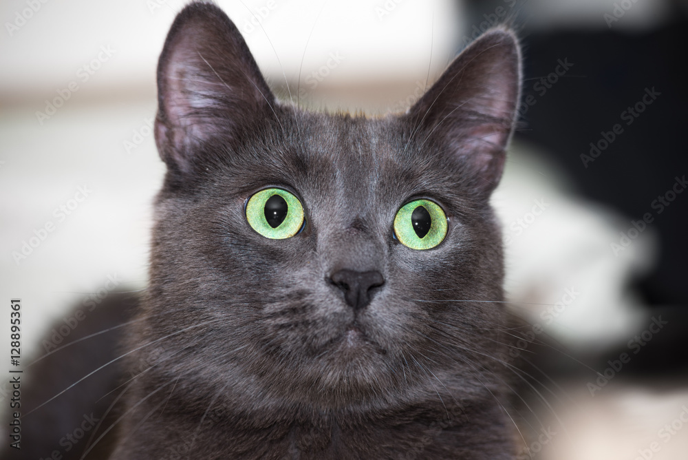 The green-eyed grey cat lying and looking	