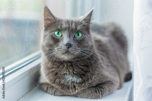 The green-eyed grey cat lying and looking 