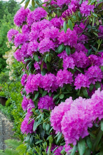 Prachtvoller Rhododendron