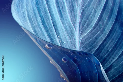 Obraz niebieskie tło z liściem