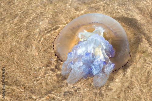 Крупная медуза на мелководье