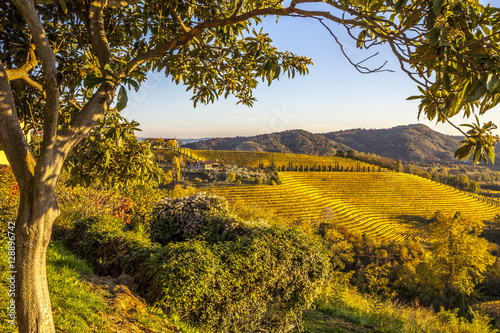 Obraz na plátně Vineyard in autumn in Collio region, Italy