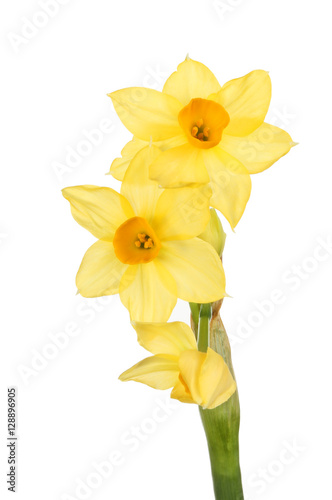 Miniature Narcissus flowers