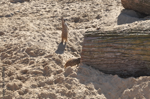 suricate