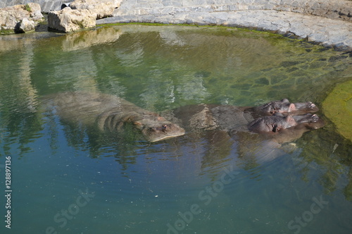 Hippopotame 