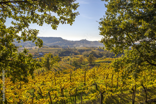 Fototapeta Naklejka Na Ścianę i Meble -  Vineyard in autumn in Collio region, Italy