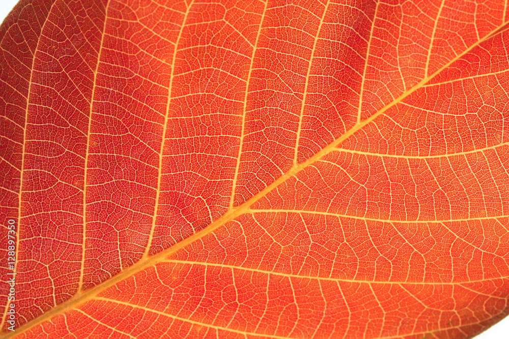 Obraz premium autumn leaf background