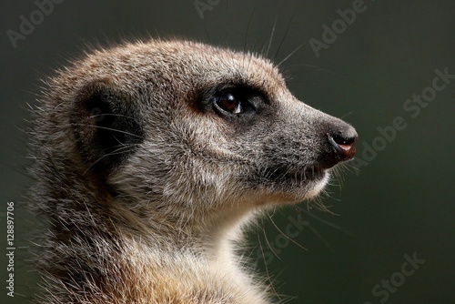 South African Meerkat (Suricata suricatta)  portrait