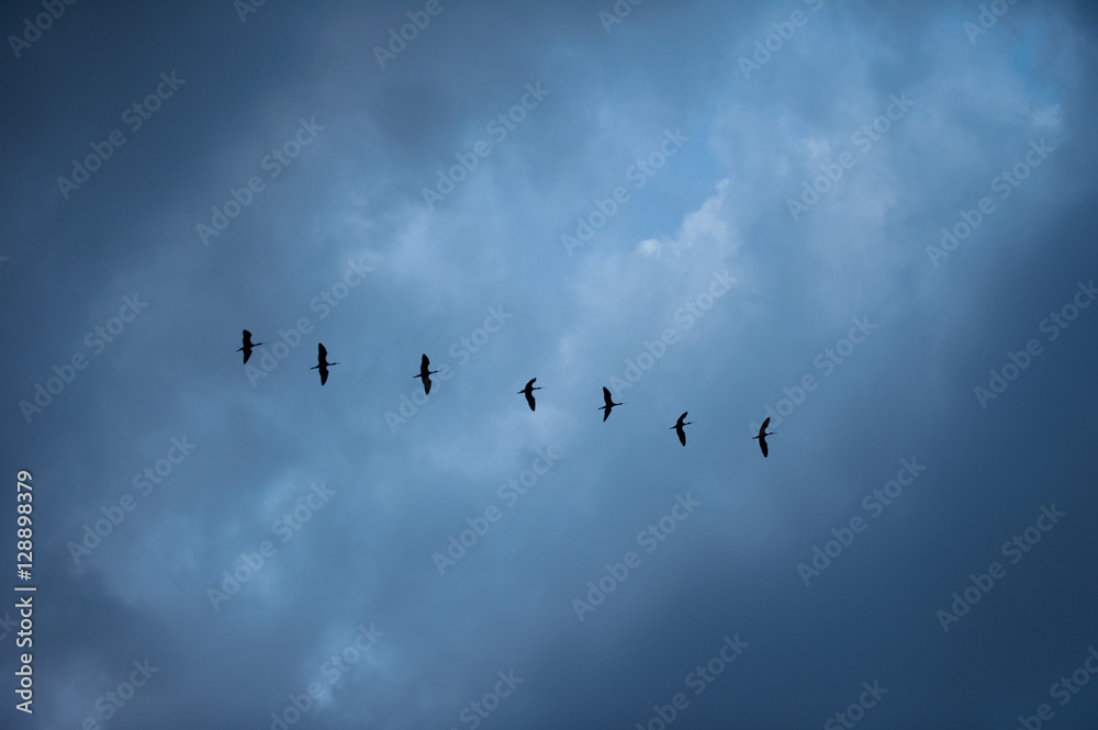 Obraz premium birds fly South
