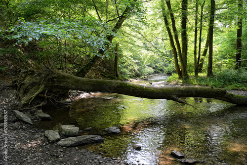 Elzbach stream at forest next to pyrmont (Germany) photo