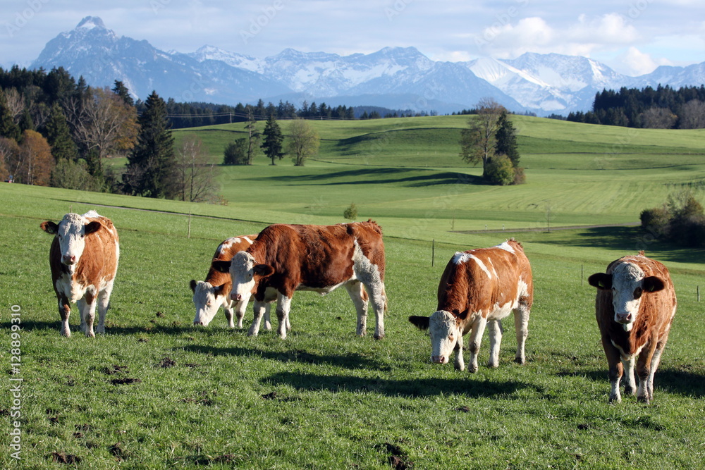 Bavaria, cows in front of bavarian alps