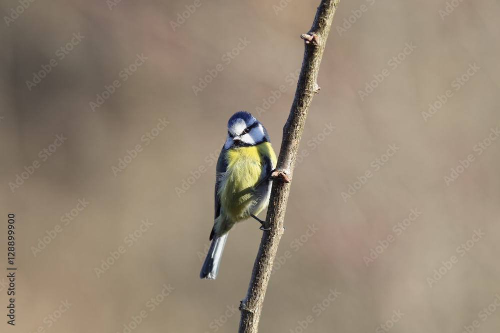 Fototapeta premium Little blue tit hiding in the shadows of the branch on which it sits