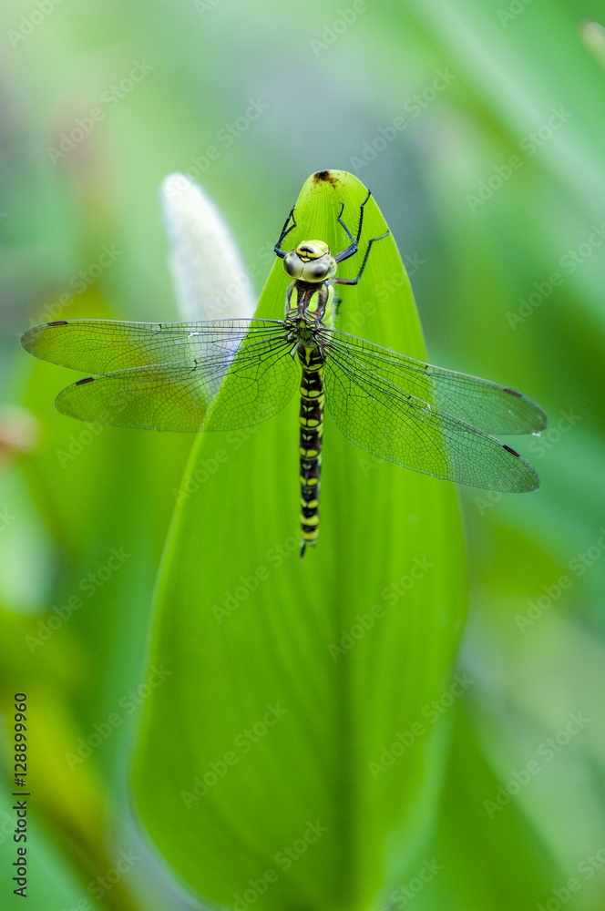 Blue tailed Damselfly on blurred background Blue tailed Damselfly on blurred background