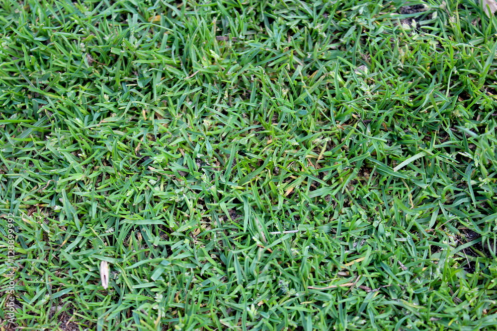 Obraz premium green grass background
