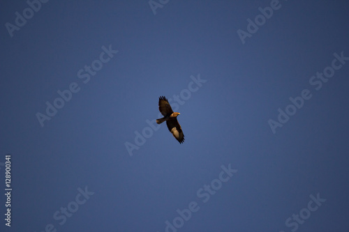 Hawk in the blue sky