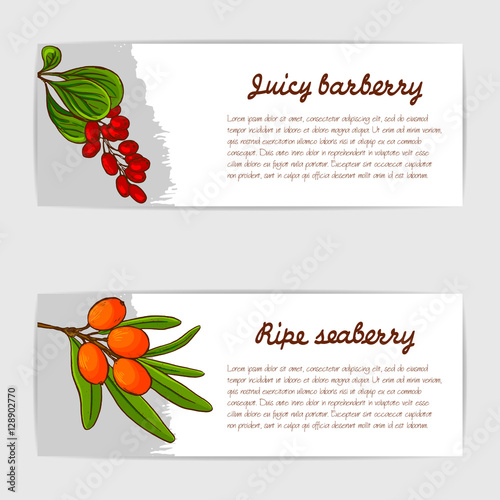 Card set of hand drawn vector illustration of juicy berries.