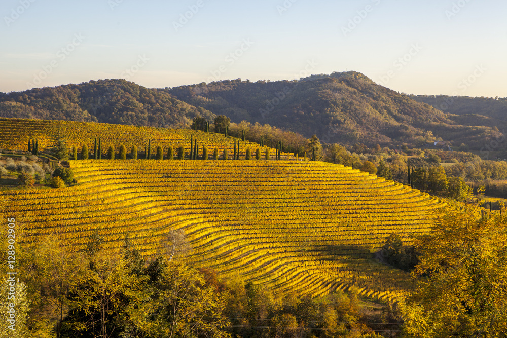 Vineyard in autumn in Collio region, Italy