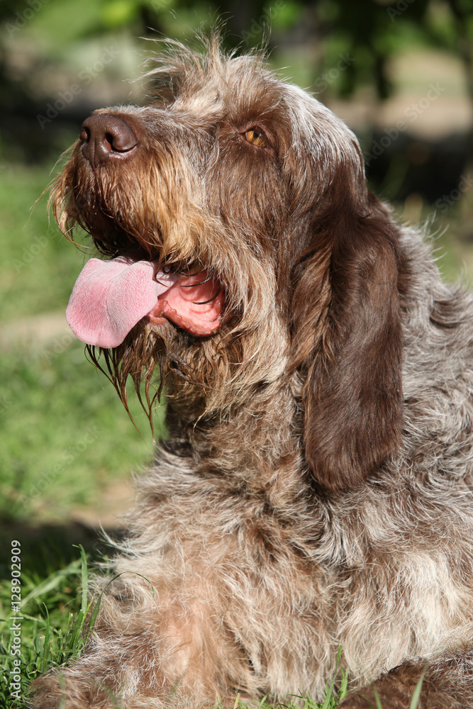 Italian Wire-haired Pointing Dog resting in the garden