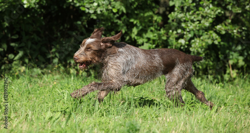 Wire-haired Pointing Dog running