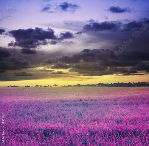 evening sunset sky and meadow