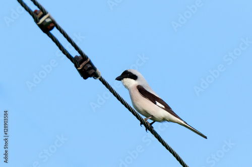 Lesser Grey Shrike (Lanius minor)