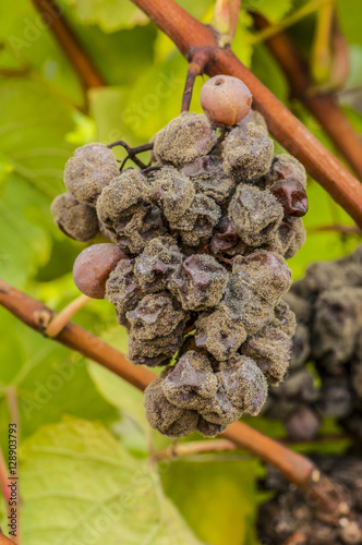 Noble rot wine grape, grapes with mold, Botrytis, Sauternes photo