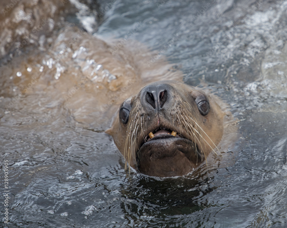 Fototapeta premium Steller Sea Lion Portrait