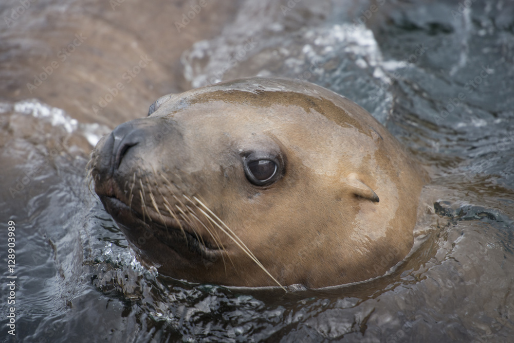 Fototapeta premium Steller Sea Lion Closeup