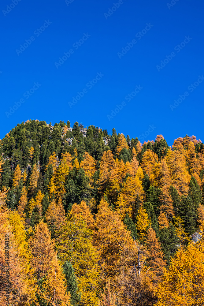 Yellow and green mountain woods and blue sky