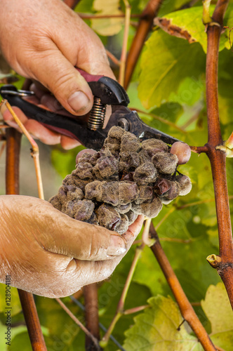 Noble rot wine grape, grapes with mold, Botrytis, Sauternes