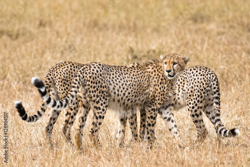 cheetahs © gator