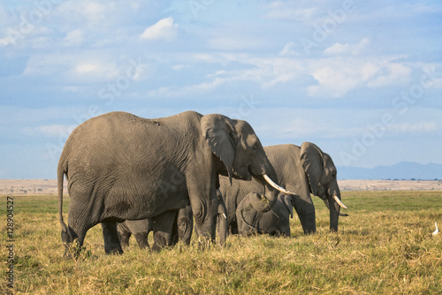  Herd of African Bush Elephants