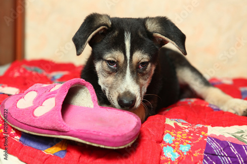 cute shepherd puppy lay on the bed with slippers photo