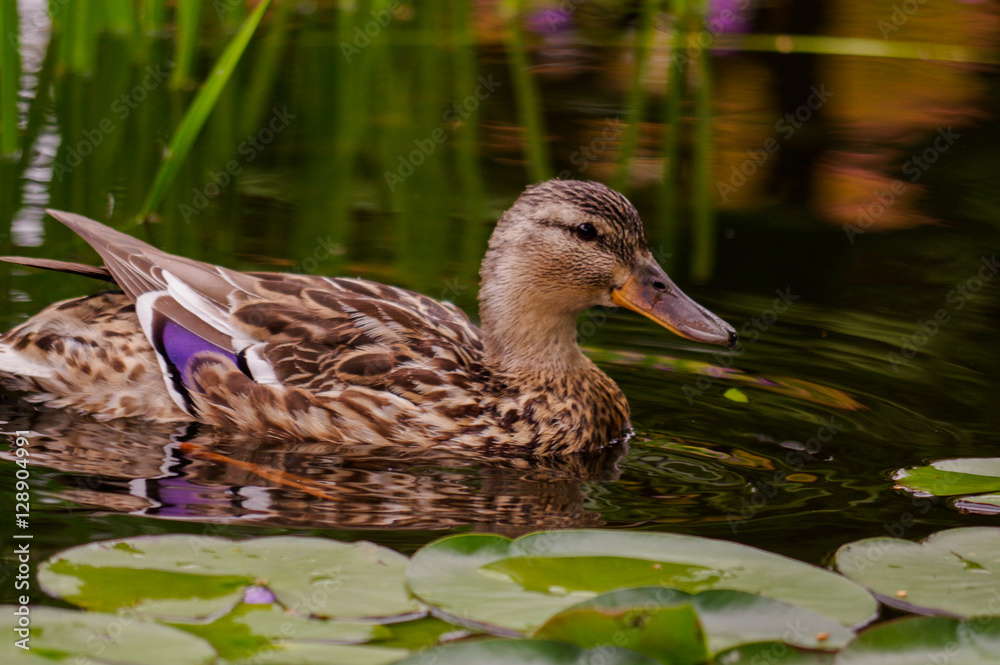 brown duck swim in pond. Still float action. Water with dark shadow and reflection. brown duck swim in pond. Still float action. Water with dark shadow and reflection.