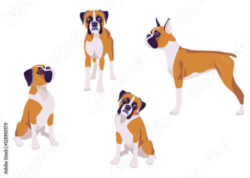 boxer, Vector illustration of dog boxer, bulldog clip art breed on white background