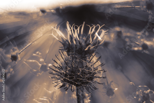 Dry burdock macro in form of silhouette at sunset.