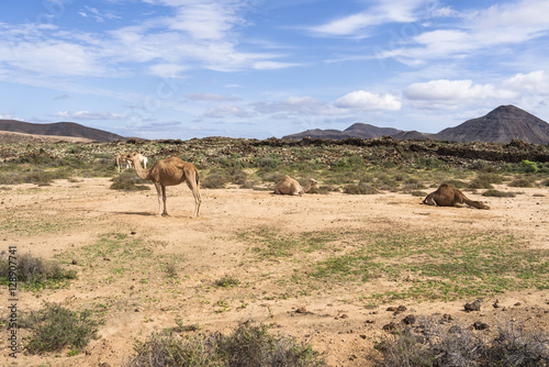 A flock  herd of Arabian camels in the wildlife  one standing ot
