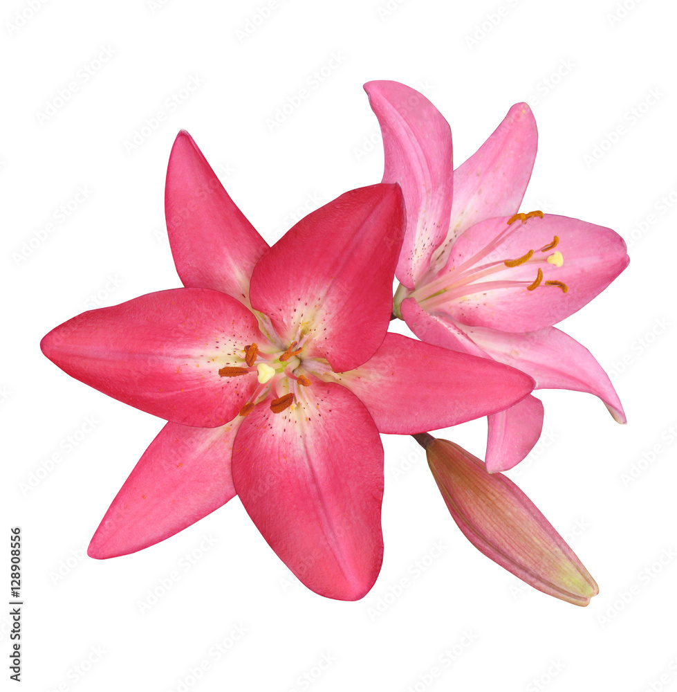 Flowers pink lilies, isolate on a white background.