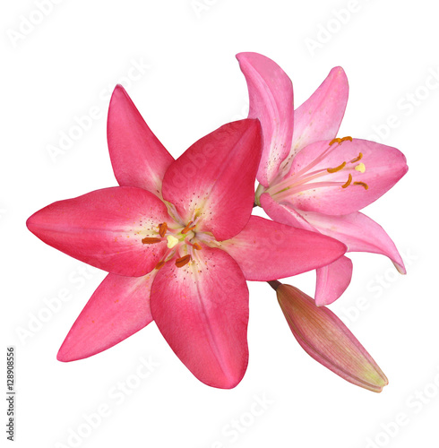 Flowers pink lilies  isolate on a white background.