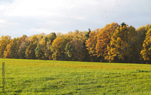 colorful trees in the forest and green meadow in the autumn