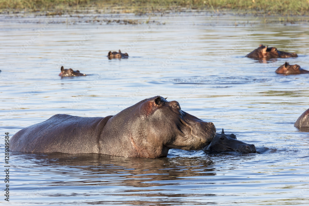 Fototapeta premium Common hippopotamus or hippo (Hippopotamus amphibius). Okavango Delta. Botswana