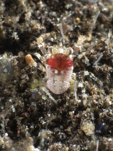 Grey squat lobster