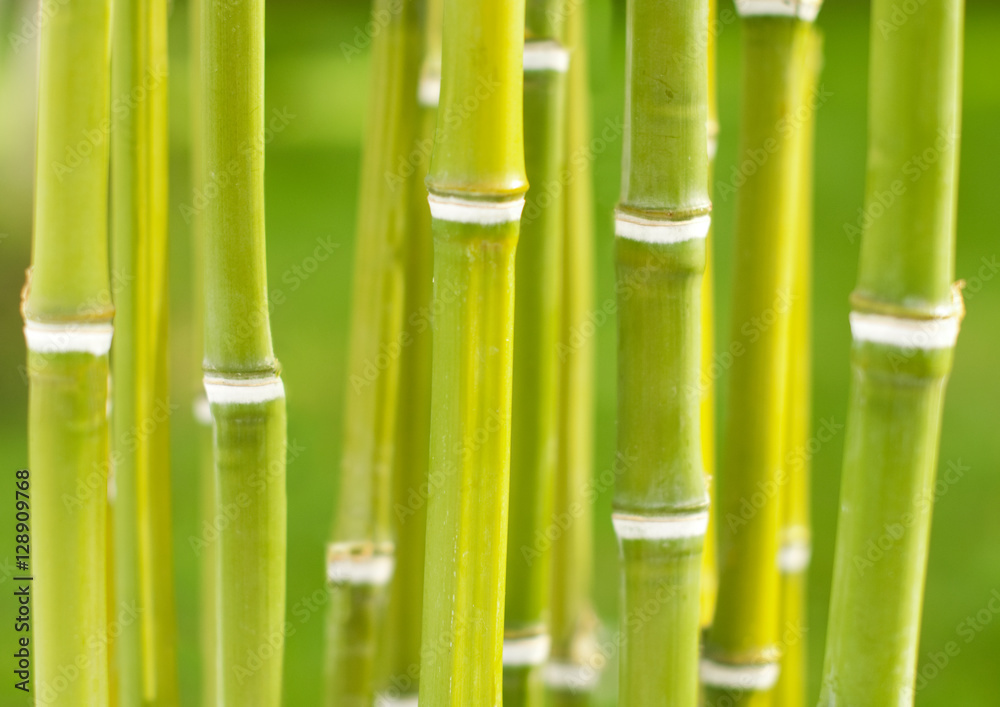 Bamboo background Bamboo background