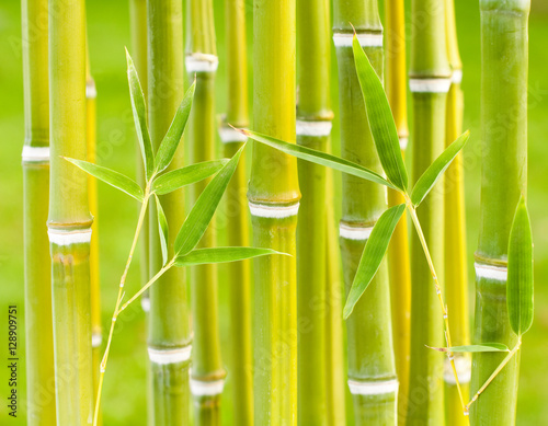 Bamboo background