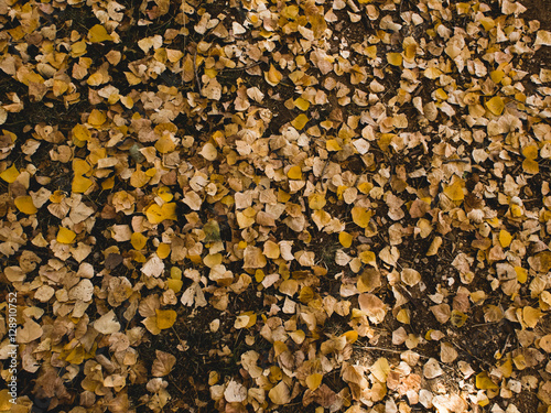 Autumn