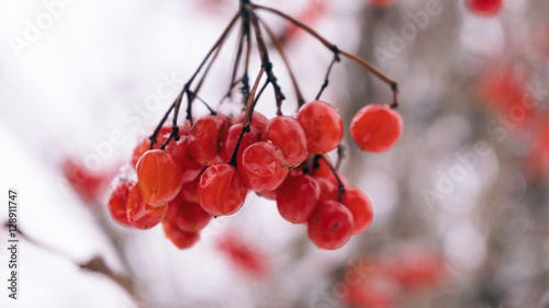 Winter viburnum, viburnum fruit on the tree, Ukrainian Kalina, h