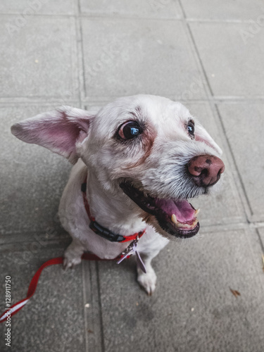 Old Dog