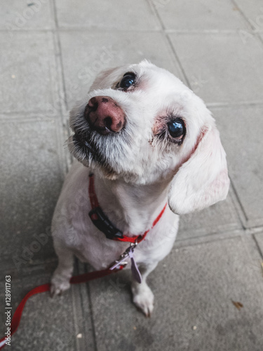 Old Dog